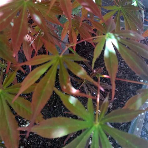 Acer Palmatum Shindeshojo Urban Tree Farm Nursery