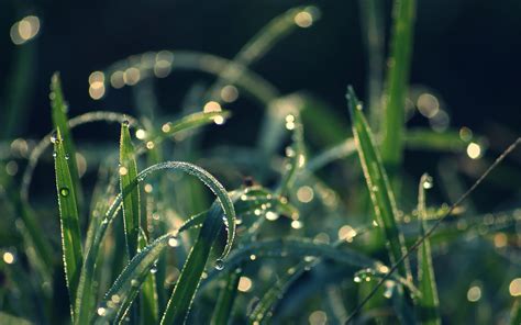 Dew Drops On Green Grass At Daytime Hd Wallpaper Wallpaper Flare