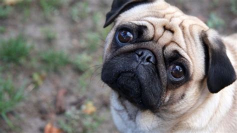 Cute Pug Wallpapers 69 Images