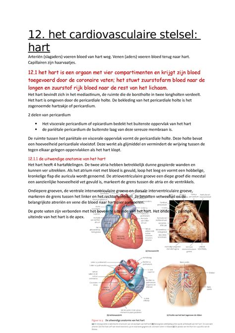 12 Het Cardiovasculaire Stelsel Het Hart 12 Het Cardiovasculaire