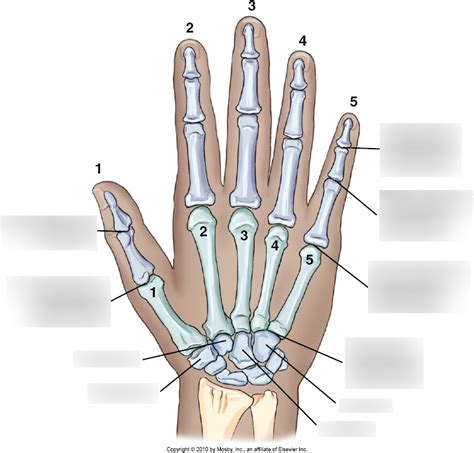 Hand & finger joints Diagram | Quizlet