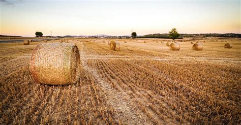 ¿qué Es La Agricultura De Secano Rotoplas Agroindustria