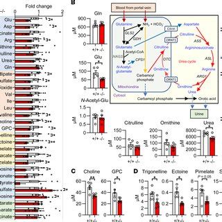 Metabolome Analysis Of Hydrophilic Metabolites In Serum A Relative