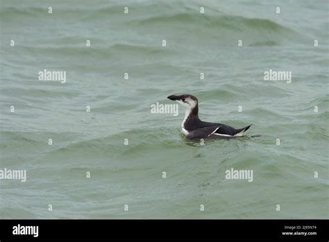 Razorbill (Alca torda) in winter plumage swimmin in North Sea Stock ...