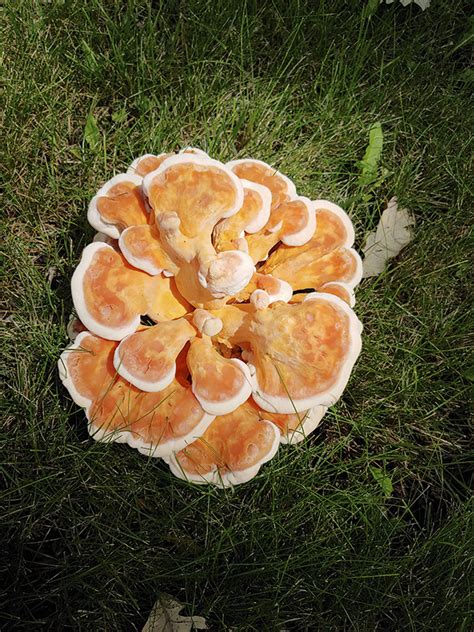 Chicken Of The Woods Identification