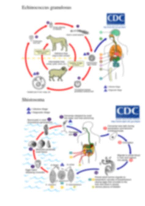 Trichinella Spiralis Life Cycle