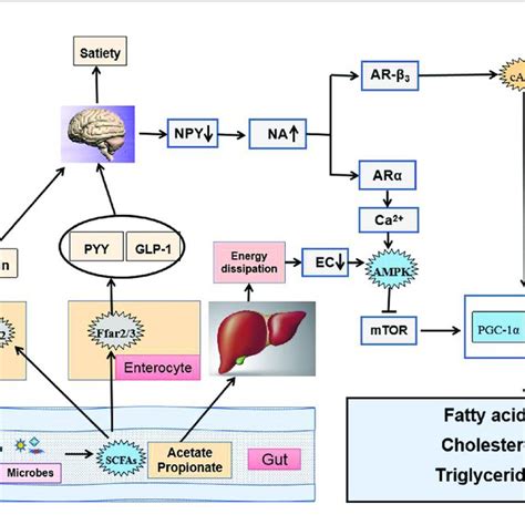 Hfd Feeding Changes Gut Microbiota Promotes Metabolic Endotoxemia