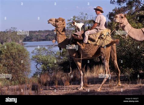 Camel safari australia hi-res stock photography and images - Alamy