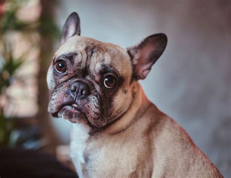 Brachycephalic Obstructive Airway Syndrome Boas Resources Wsava