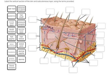 Label The Skin Anatomy Diagram