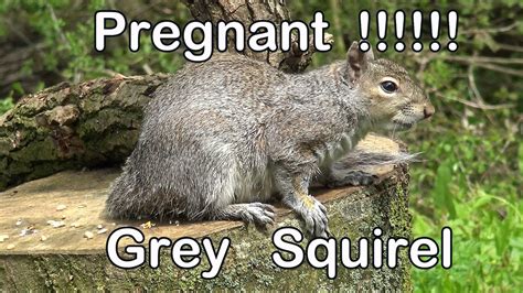 Pregnant Grey Squirrel 2023 Youtube