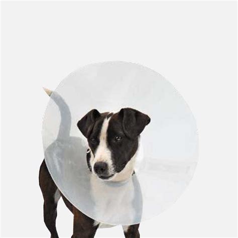 Collar Isabelino 20 Hospital Veterinario Especies