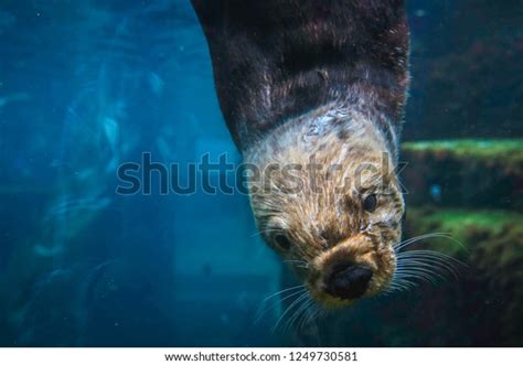 769 Aquarium Otters Images, Stock Photos & Vectors | Shutterstock