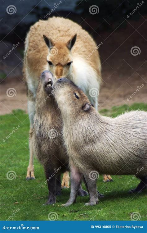 Capybaras Kissing Stock Image Image Of Love Moscow 99316805