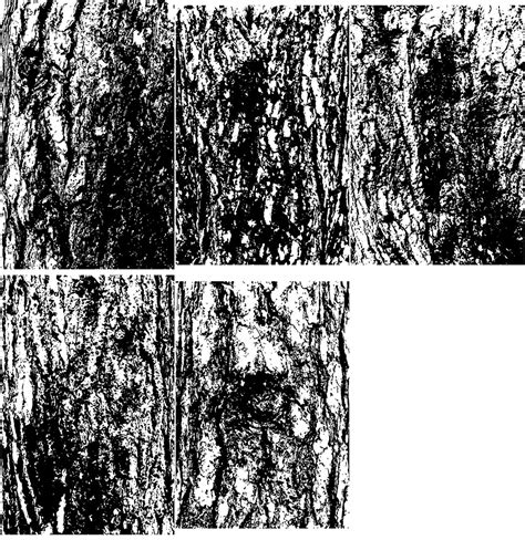 Pine Tree Trunk Texture