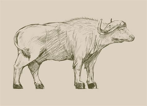 Illustration Drawing Style Of Buffalo Download Free Vectors Clipart