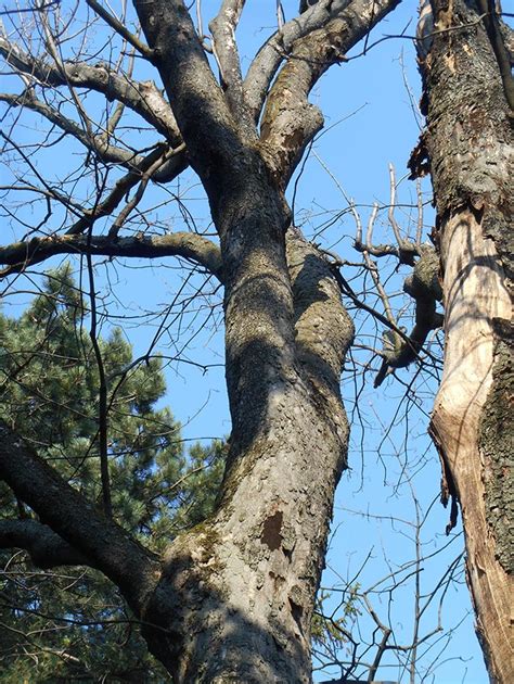 Sooty-Bark Disease of Maple | Forest Pathology