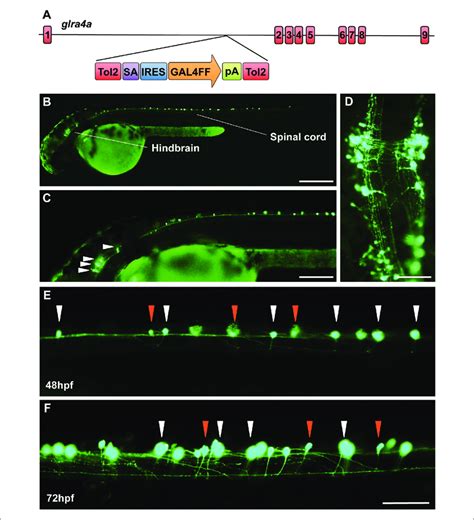 A Novel Zebrafish Glra A Gene Trap Reveals Expression In The