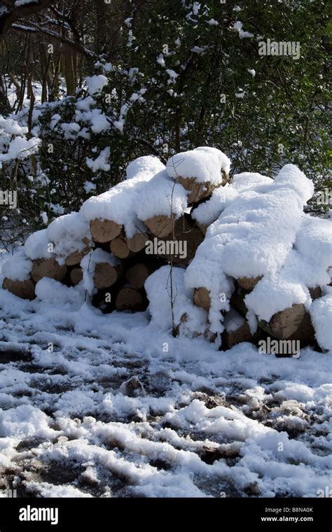 A Pile Of Logs Covered In Snow Stock Photo Alamy