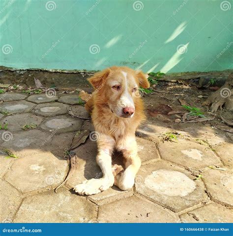 Indian Street dog stock photo. Image of dogs, street - 160666438