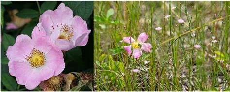 A Comprehensive Guide To Kinds Of Pink Wildflowers Found In Canada