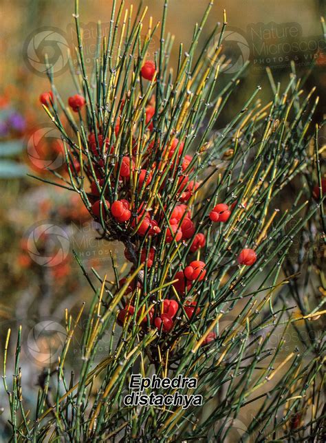 Gnetophyta Ephedra