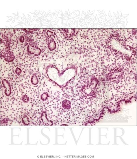 Light Micrograph Of Fetal Lung