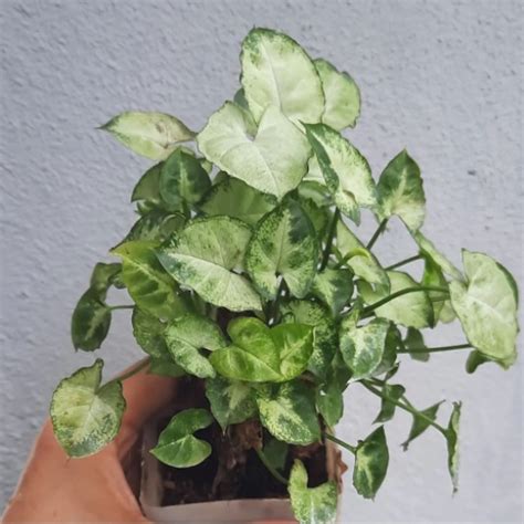 Jual Tanaman Hias Tanaman Keladi Syngonium Mini Putih Bibit Caladium