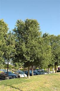 Cedar Elm Ulmus Crassifolia In Longview Kilgore Tyler Marshall Texas