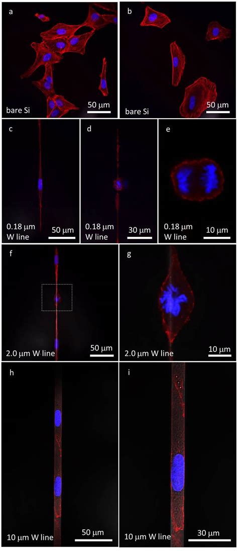 A And B Confocal Fluorescence Micrographs Of Vero Cells On The Bare