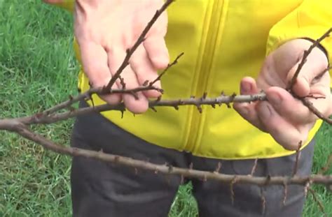 Clima Impazzito Inverno Caldo E Ora Il Gelo Ciliegie A Rischio VIDEO