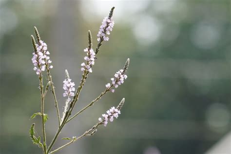 Types of verbena: beautiful vervain varieties - Plantura