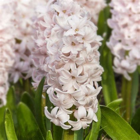 Get Hyacinth China Pink Spring Flowering Bulbs In Mi At English Gardens