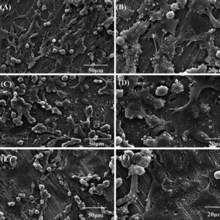 Sem Micrographs Of Osteoblast Like Cells Cultured Up To Days On Ha