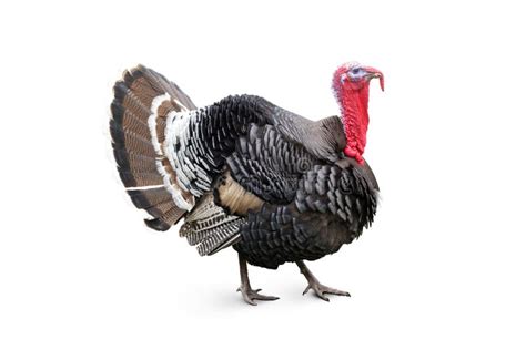 Animales Fotos De Stock y Libres De Derechos Imágenes