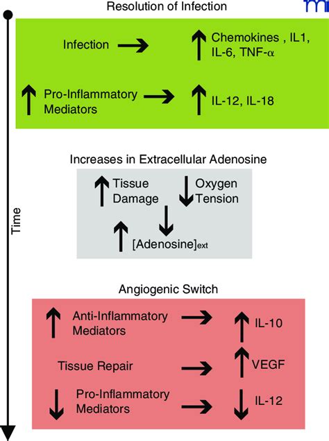 Adenosine Facilitates The Angiogenic Switch By Macrophages Upon