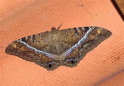 Borboleta Bruxa Conhe A Seu Significado Espiritual E Mais Mensagens