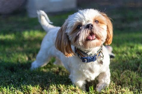 8 motivos para ter um cachorro da raça shih tzu Portal EdiCase