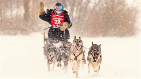 3rd Annual Lake Minnetonka Klondike Dog Derby Comes To Excelsior