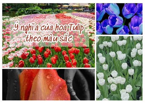 Ý Nghĩa Đằng Sau Hoa Tulip Theo Màu Sắc và Số Lượng Trong Ngày 20 10