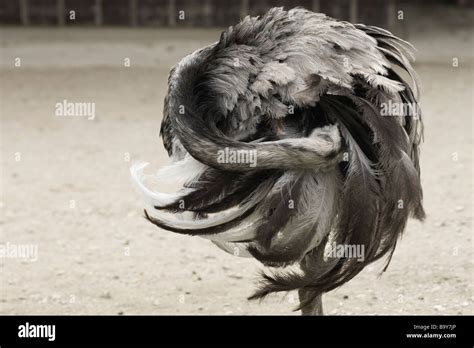 Greater Rhea Rhea Americana Stock Photo Alamy