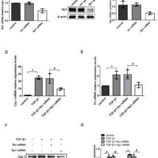 The Expression Levels Of Sp In Bumpt Cells Exposed To Tgf A B