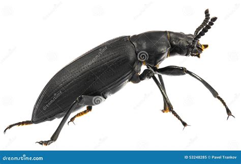 Superworm Beetle Stock Image Image Of Exuvium Dark 53248285