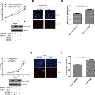 Knockdown Of Cbx Dramatically Decreases Cell Proliferation In Vivo A