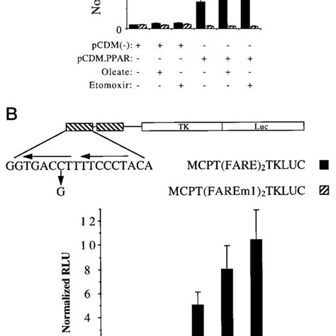 The Human M Cpt I Gene Promoter Fatty Acid Response Element Fare