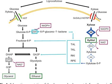 Figure From Simultaneous Fermentation Of Glucose And Xylose At