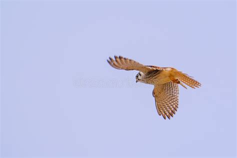 Female Common Kestrel On Falconry Glove Stock Photo Image Of Daytime