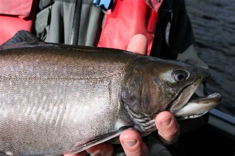 Brook Trout Photos - Rainbow Lodge Tasmania