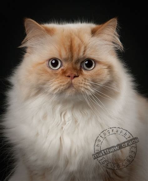 Flame Point Himalayan Kitten / flame point Himalayan Persian kitten ...