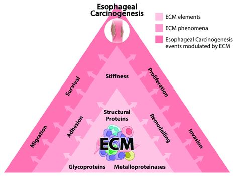 Extracellular Matrix Ecm And Esophageal Carcinogenesis The Figure